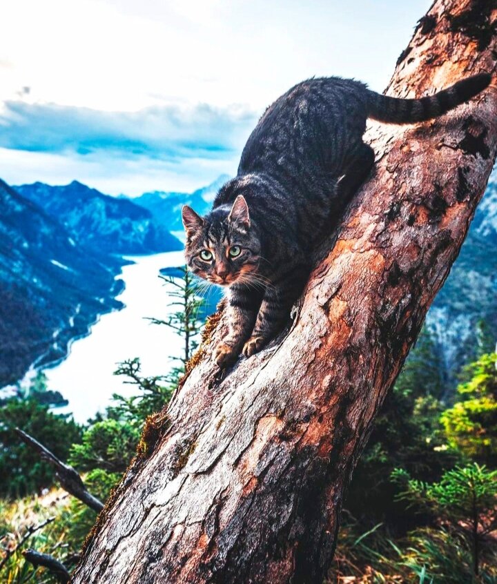 Яндекс картинки