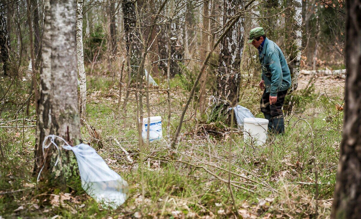 какие грибы нельзя собирать по закону 2023