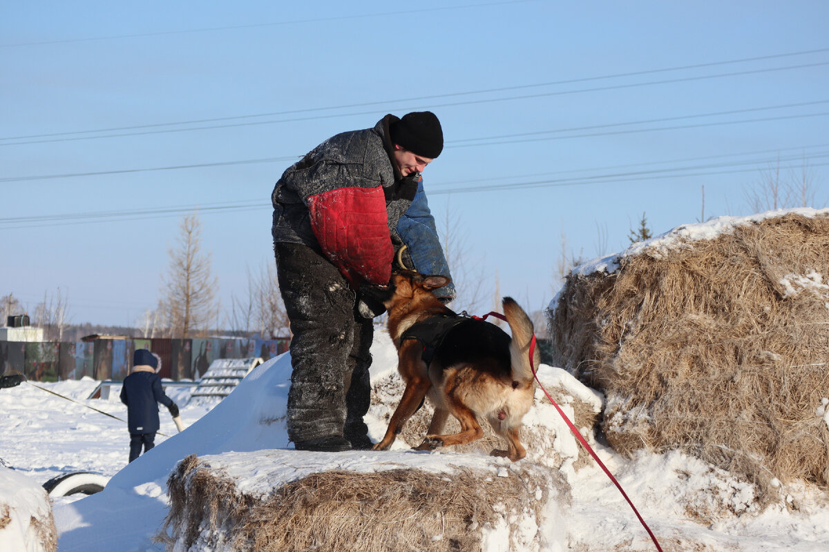 Собакв. Сиба ину и лабрадор. Фотографии собак. Собака на фоне травы. Собака на траве.