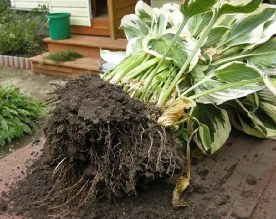 размножение то есть. цикл развития голосеменных схема. размножение тритонов схема. способы размножения семян. размножение то есть.