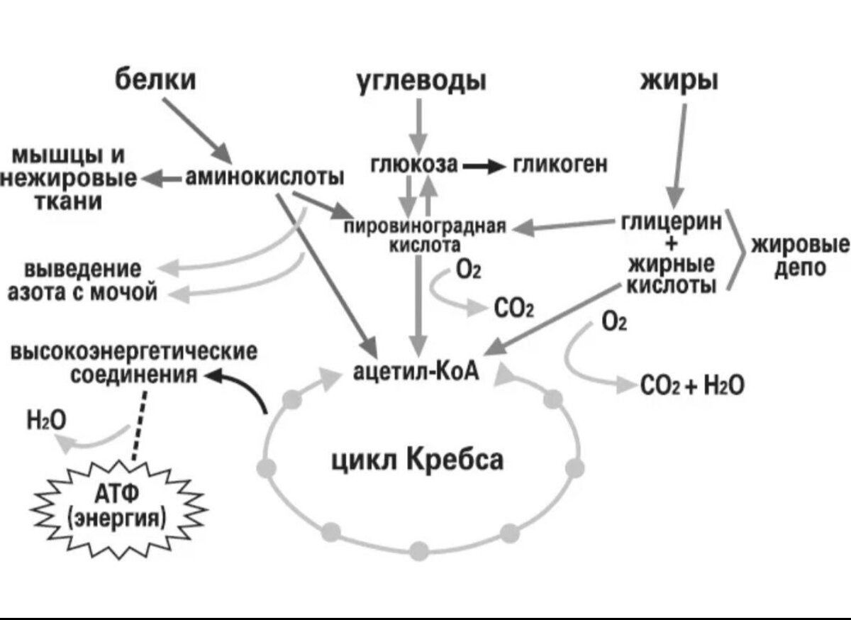 Синтез белка из углеводов. Схема превращения углеводов в жиры. Схема превращения белков жиров углеводов в организме. Схема взаимопревращений белков жиров углеводов. Синтез Глюкозы из белка.