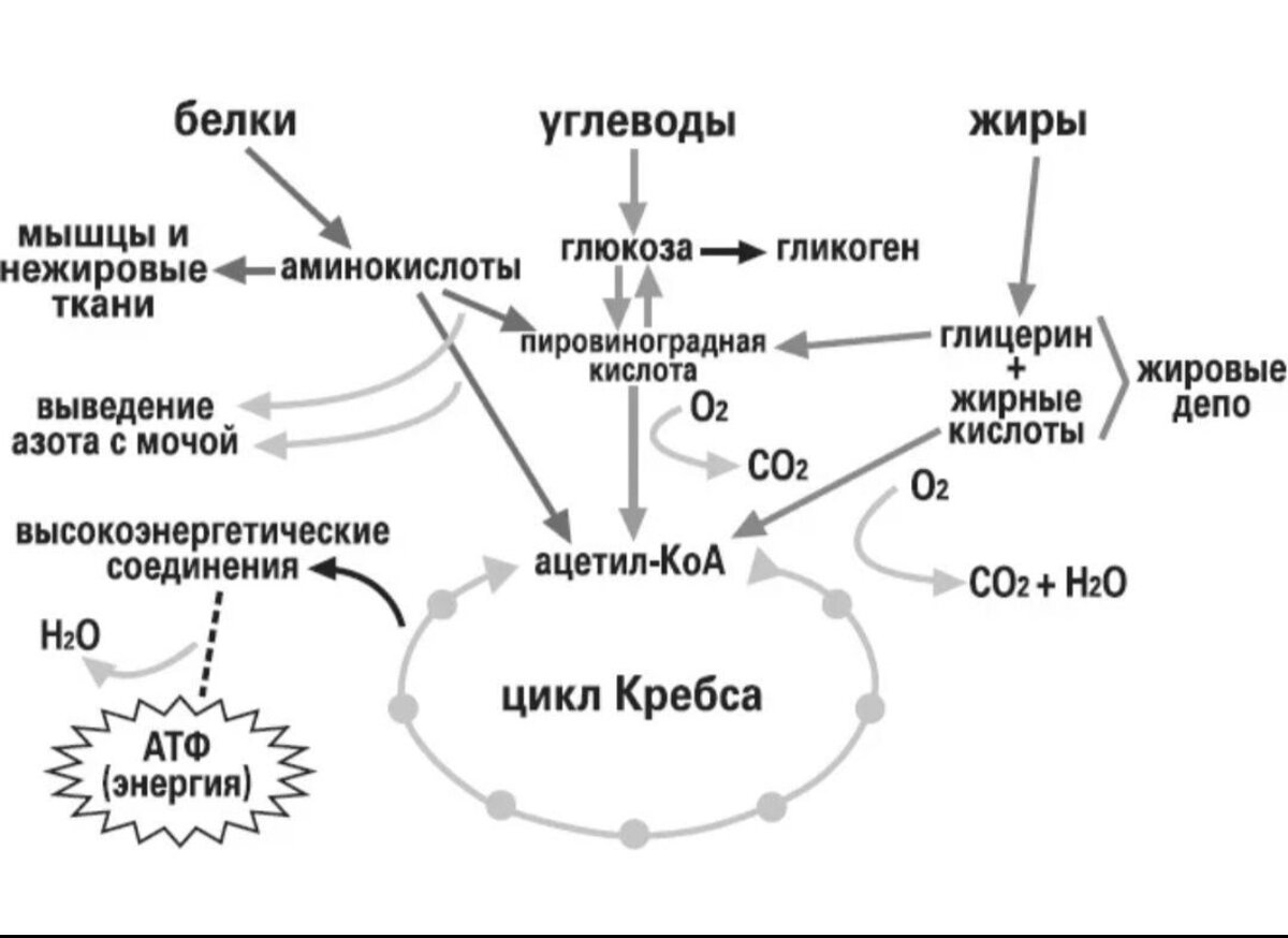 Обмен углеводов ферменты