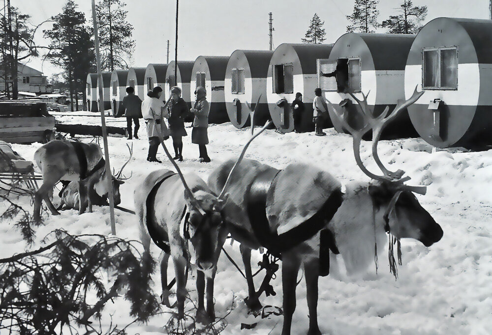 Шаманский дух. Существа из освоение севера. Ездовой варг арт. 5. 1911 — экспедиция руаля амундсена впервые достигла южного полюса.