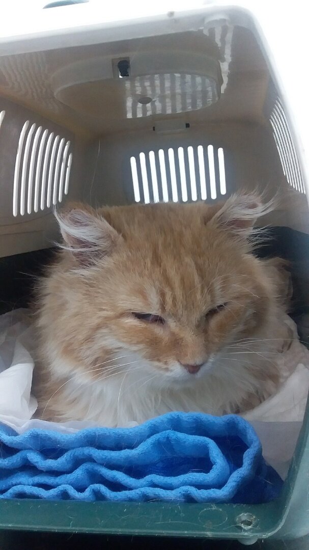 Барсик в ветклинике