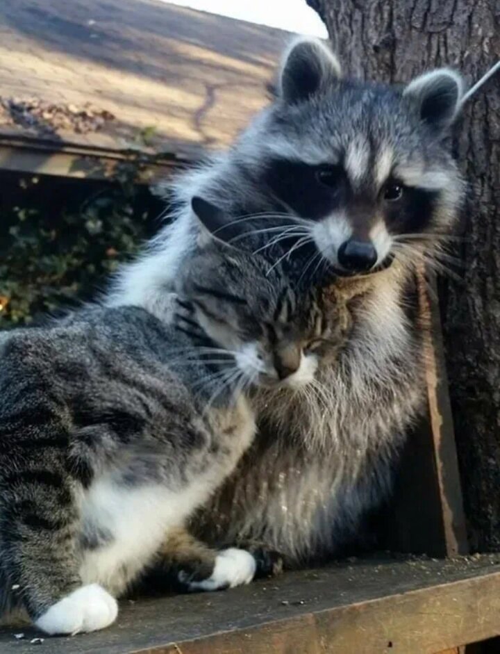 Яндекс картинки