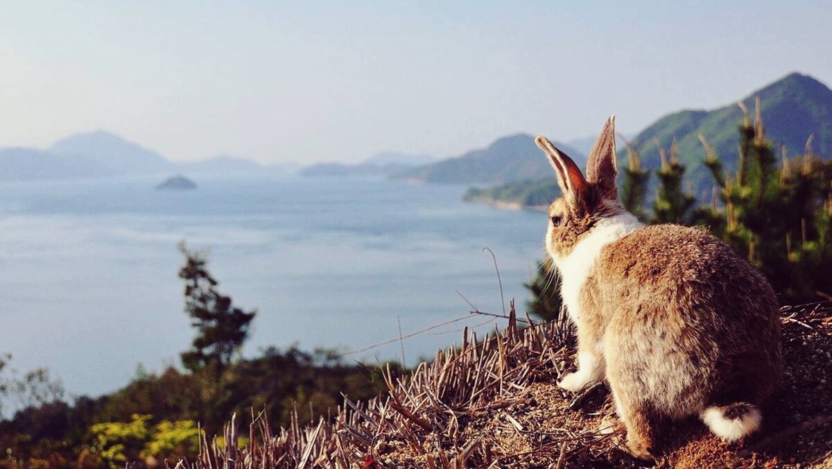 Кролики волшебно привлекают туристов