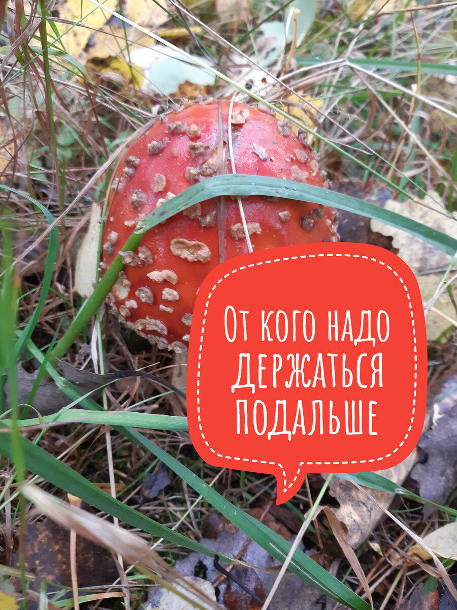 Психология возрождения https://t.me/psyhologia_fenix