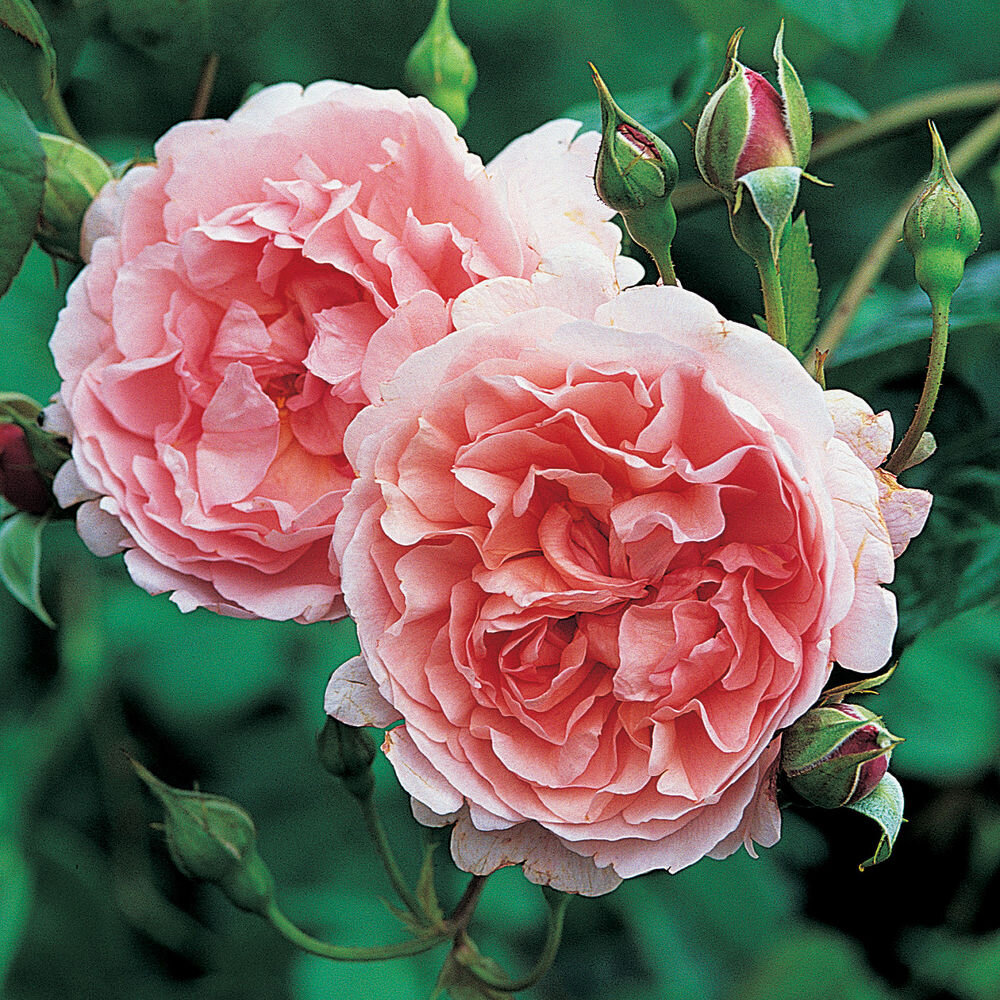 Английские розы Страуберри Хилл.