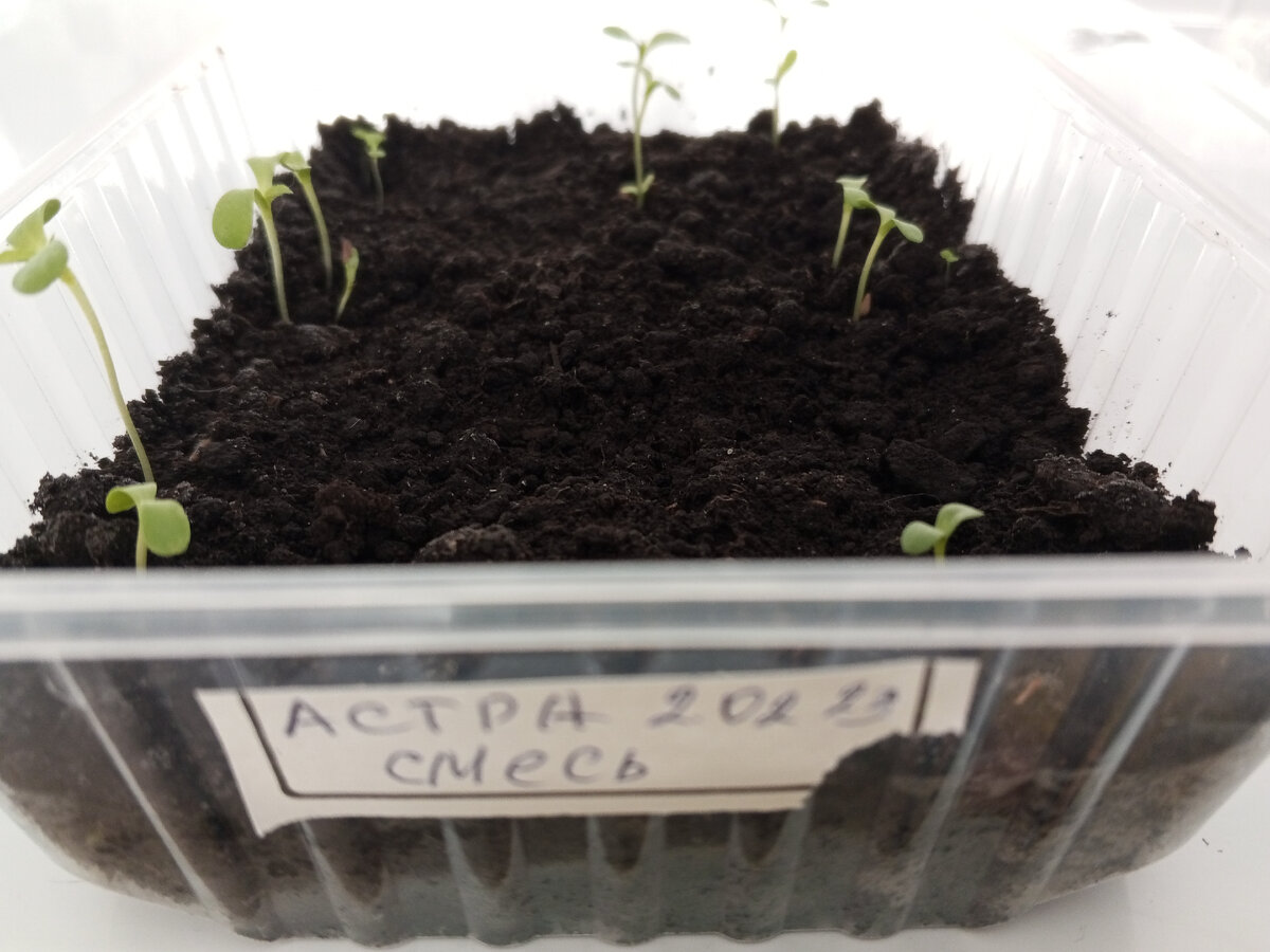 Сеет пол. Сеет пол. Картина сеятель мясоедов. Сеять семена. Cement seed sowing.