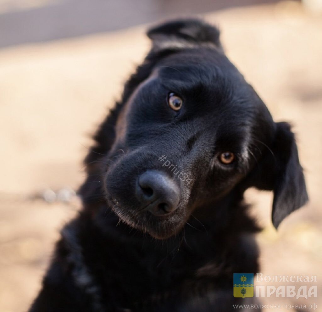 Фото предоставлено приютом "Уголёк"📷    Волжский пёс объехал всю страну и обрёл семью в Берлине
