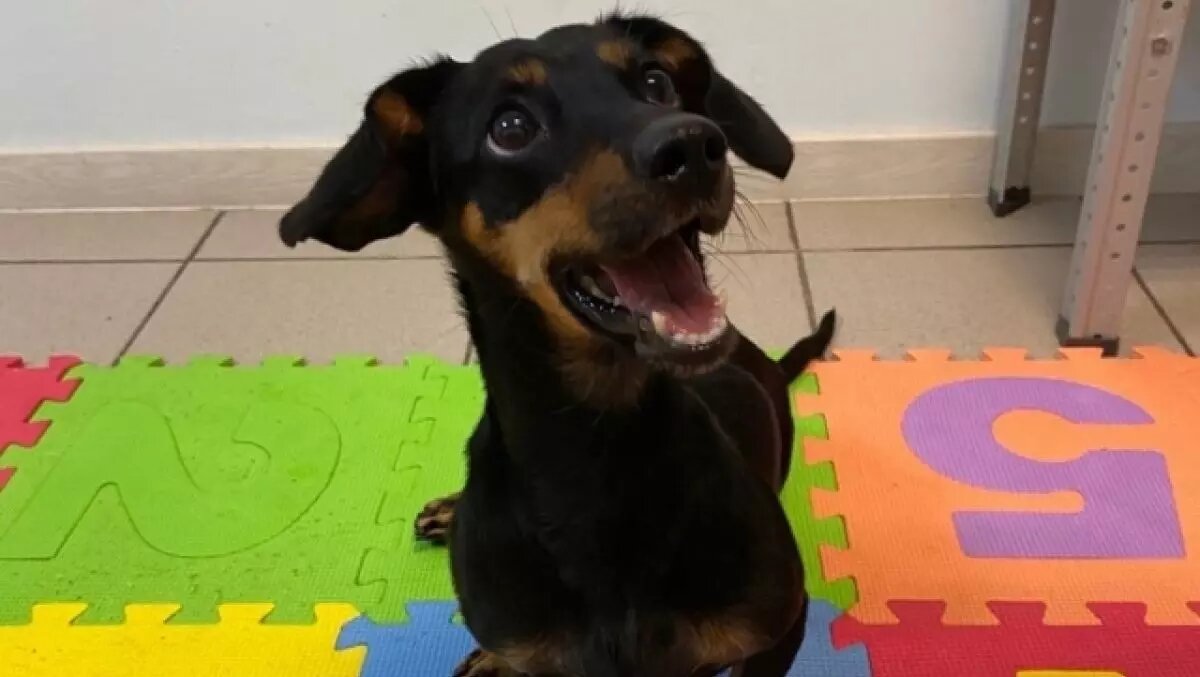     Такса Пино, которую полтора года назад хозяева бросили в ветеринарной клинике из-за дорогостоящего лечения, до сих пор ждет новых хозяев. В настоящее время животное проживает в ветклинике «Клевер».