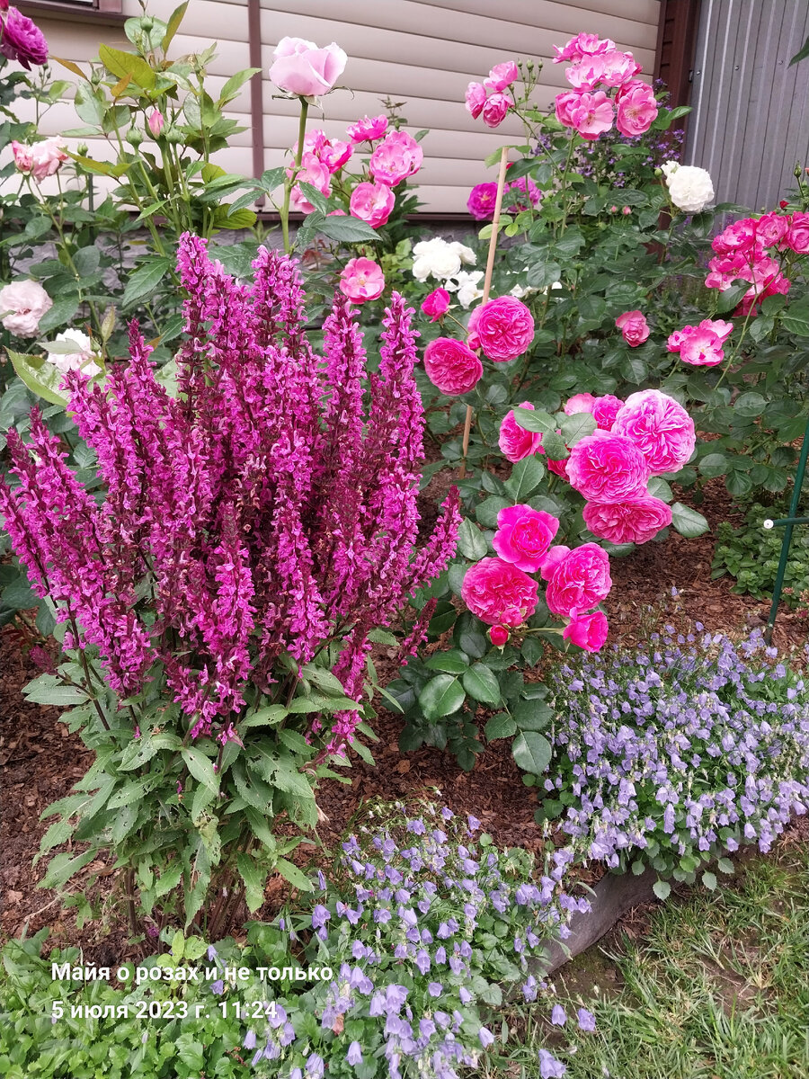 Шалфей Аметист, колокольчик ложечницелистный Elizabeth Oliver 