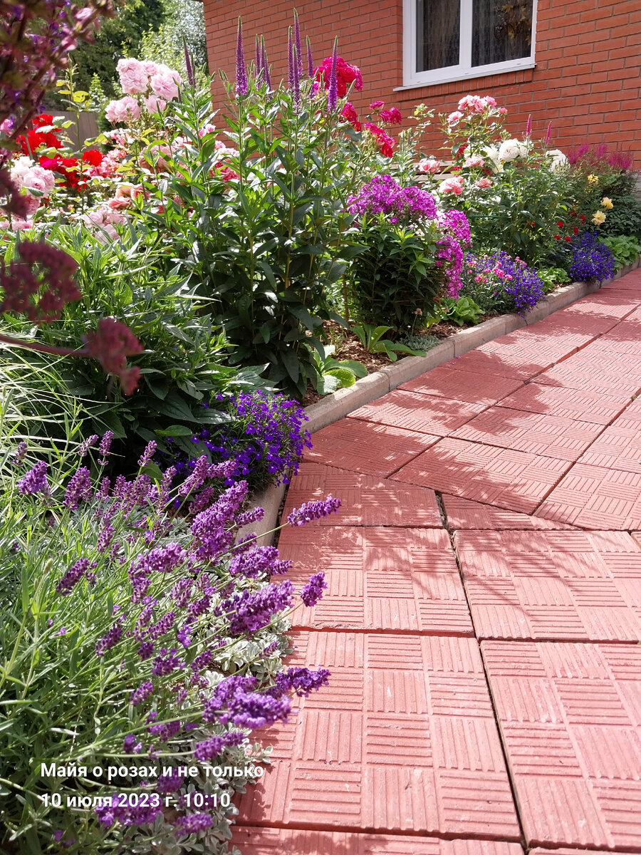 Французская лаванда, синяя однолетняя лобелия растут на солнце и в бедных почвах