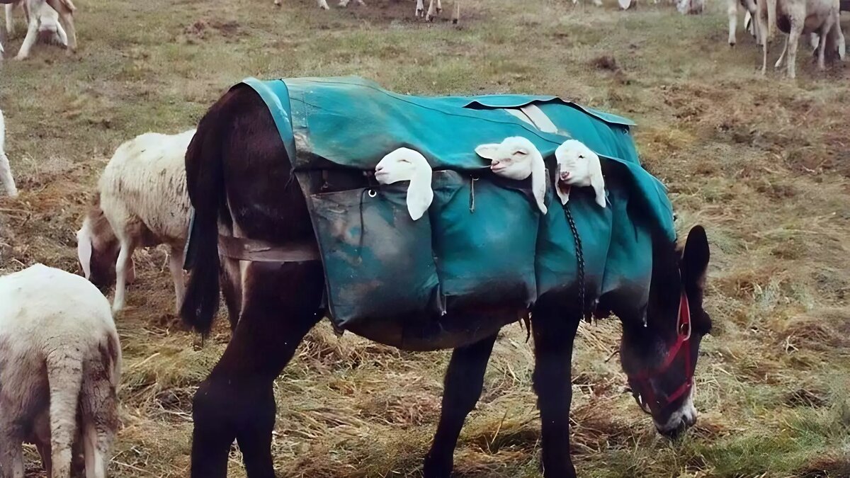     На Апеннинах существует древний обычай, по которому дважды в год пастухи перегоняют стада овец с новорожденными ягнятами с помощью ослов.