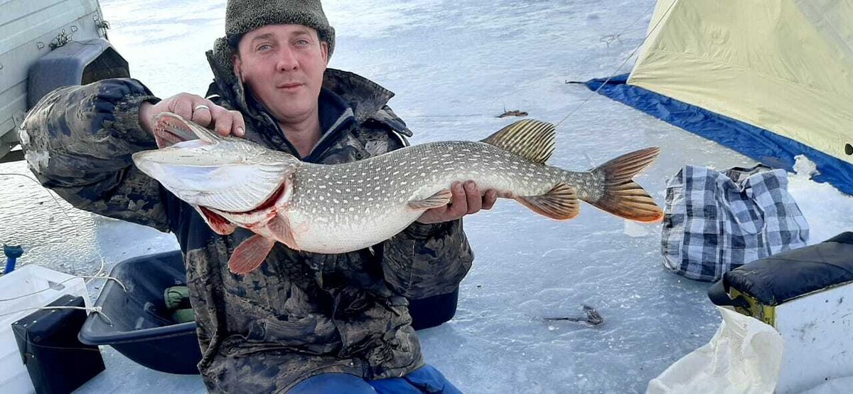На маленького хищного вьюна, можно поймать очень приличные трофеи.