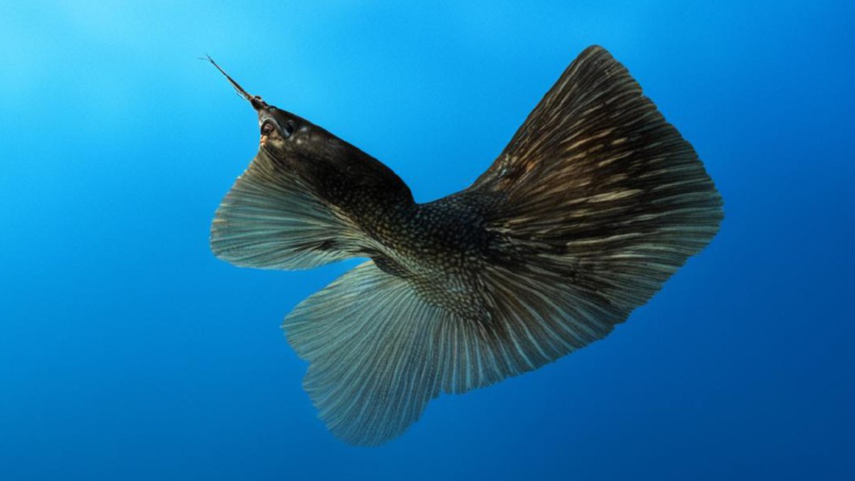 Море глубина. Границы биосферы. Биосфера – оболочка земли. На глубину 3 5. Бездна челленджера в марианской впадине.