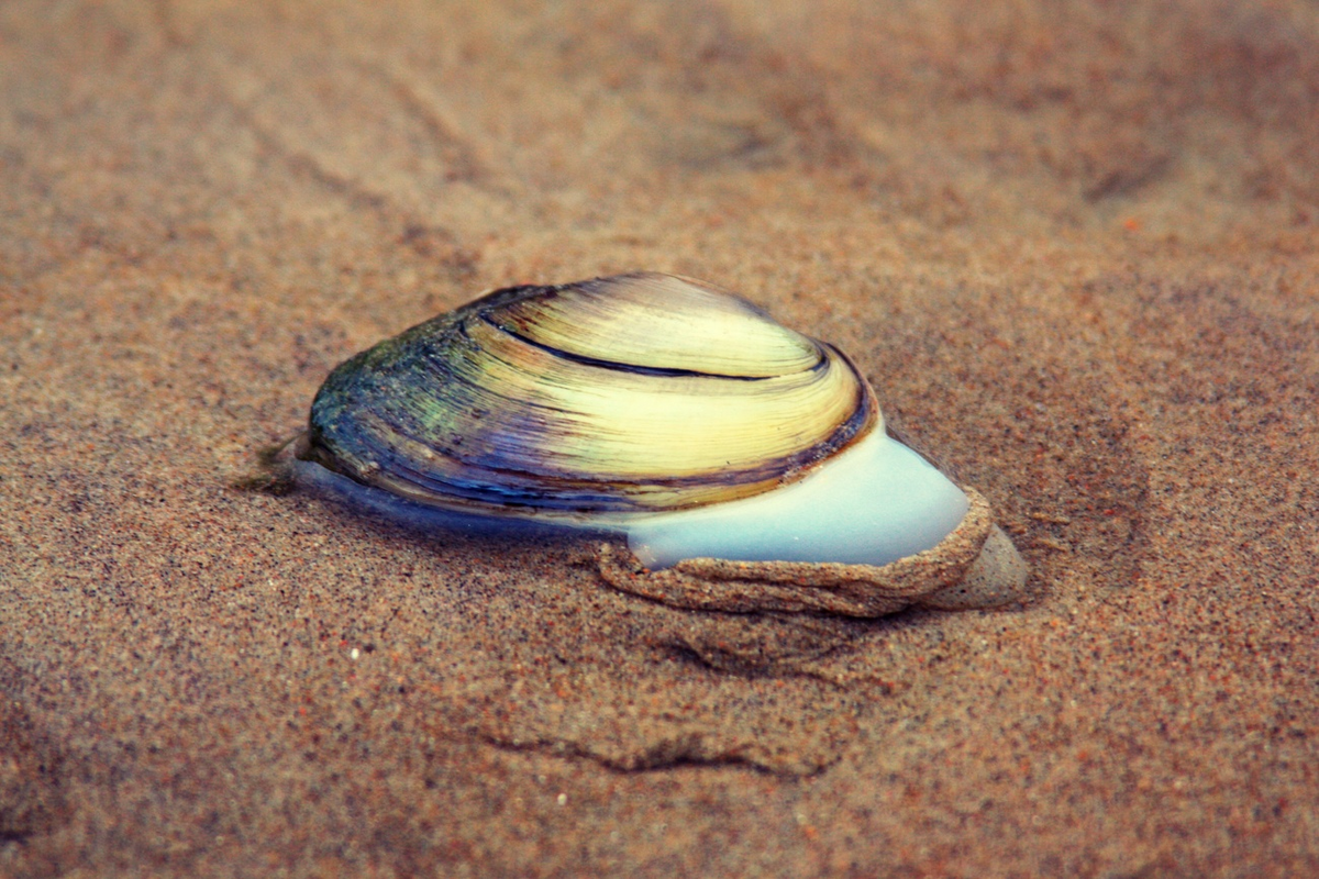 Хотя выглядят они довольно аппетитно. www.ne-kurim.ru