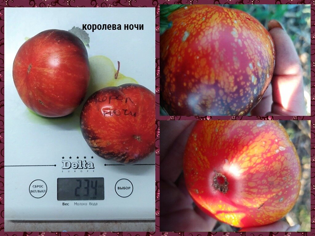 Я королева ночи. Королева ночи караоке. Королева ночи вампиры. Платье королева ночи. Ночной образ.