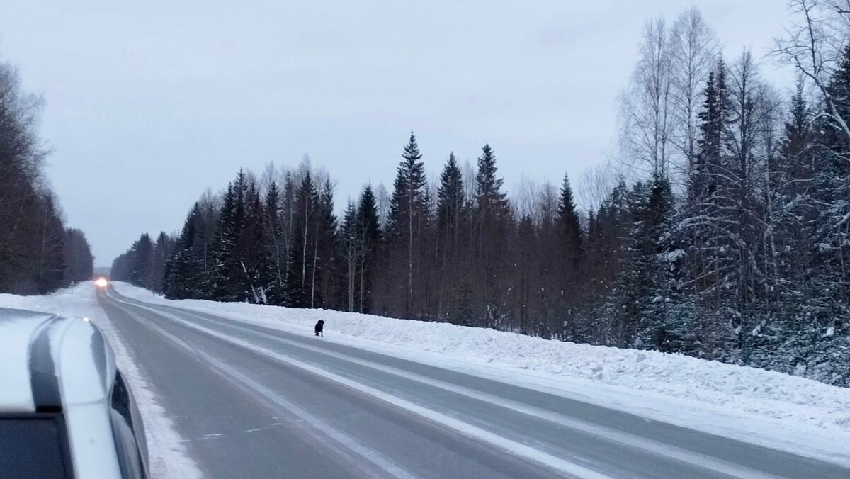 Трава мокрец замерзает ли зимой. Природа в разные времена года. Дождь падает ли снег. Почему зимой идет снег. Почему летом идёт снег.