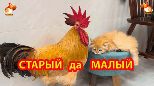 Старый Петух в геркулесовой каше пришел к Котенку умыться и пообщаться 🐓🐱😂