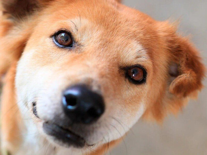    Новая камера показывает мир глазами животных [ВИДЕО]