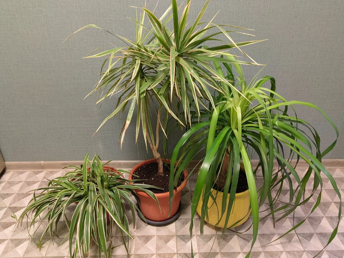 Тройка победителей марафона. Фото автора 