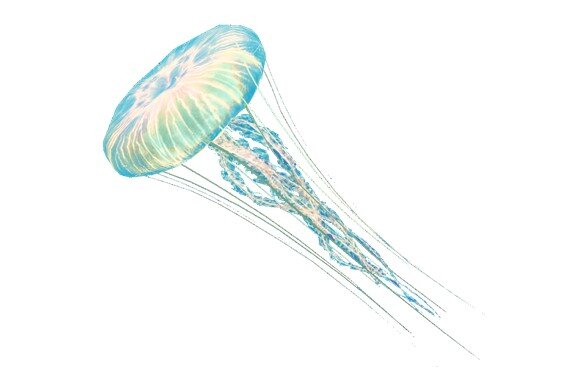 Медуза во сне обозначает самозащиту. Сон о медузах символизирует необходимость адаптироваться и изменить свою текущую жизнь. Подумайте, как получить шанс и быть в большей безопасности.