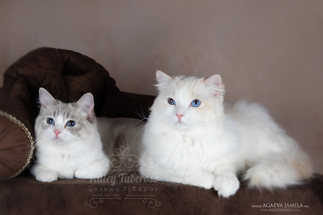 Кошки рэгдолл Xandra Valley Tuberose и Mistbreeze Petruccio, окрас голубой линкс биколор и кремовый биколор.