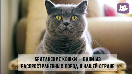 😼Британская недотрога: а любят ли ласку британские кошки?