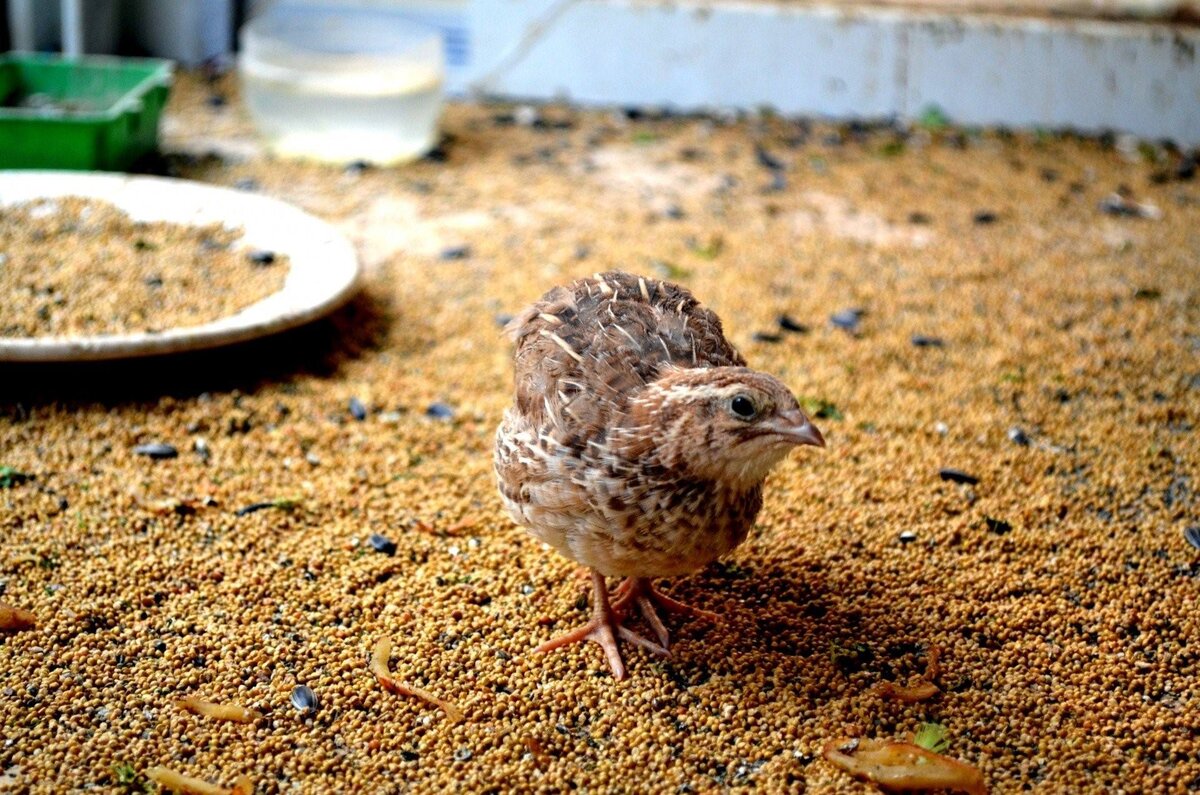 Цепь питания с кузнечиком. Цепь питания перепел. Цепь питания перепел. Пищевая цепь луга. Цепь питания трясогузка.