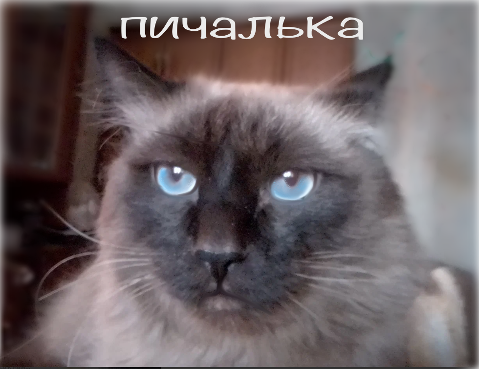 Научил кота смеяться. Смешные котики смеются. Кот смеется. Улыбающиеся коты. Угарающий кот.