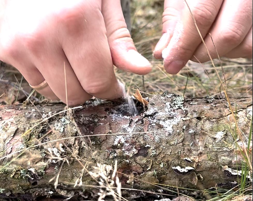 Засыпаем в отверстие сахар.