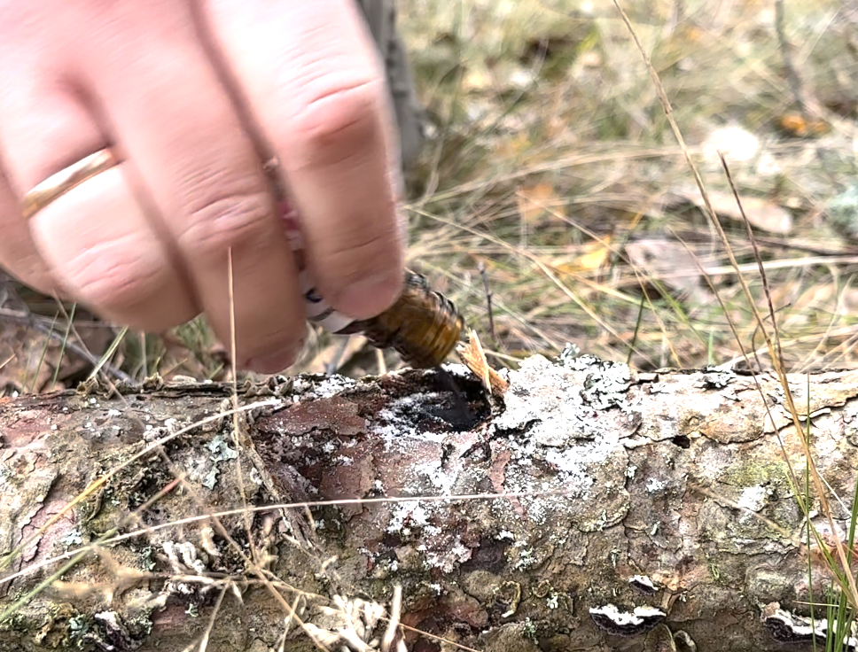 Засыпаем марганцовку