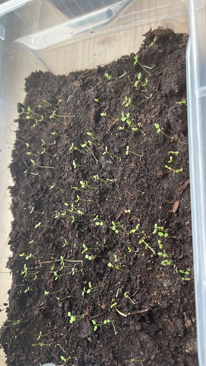 Всходы семян земляники