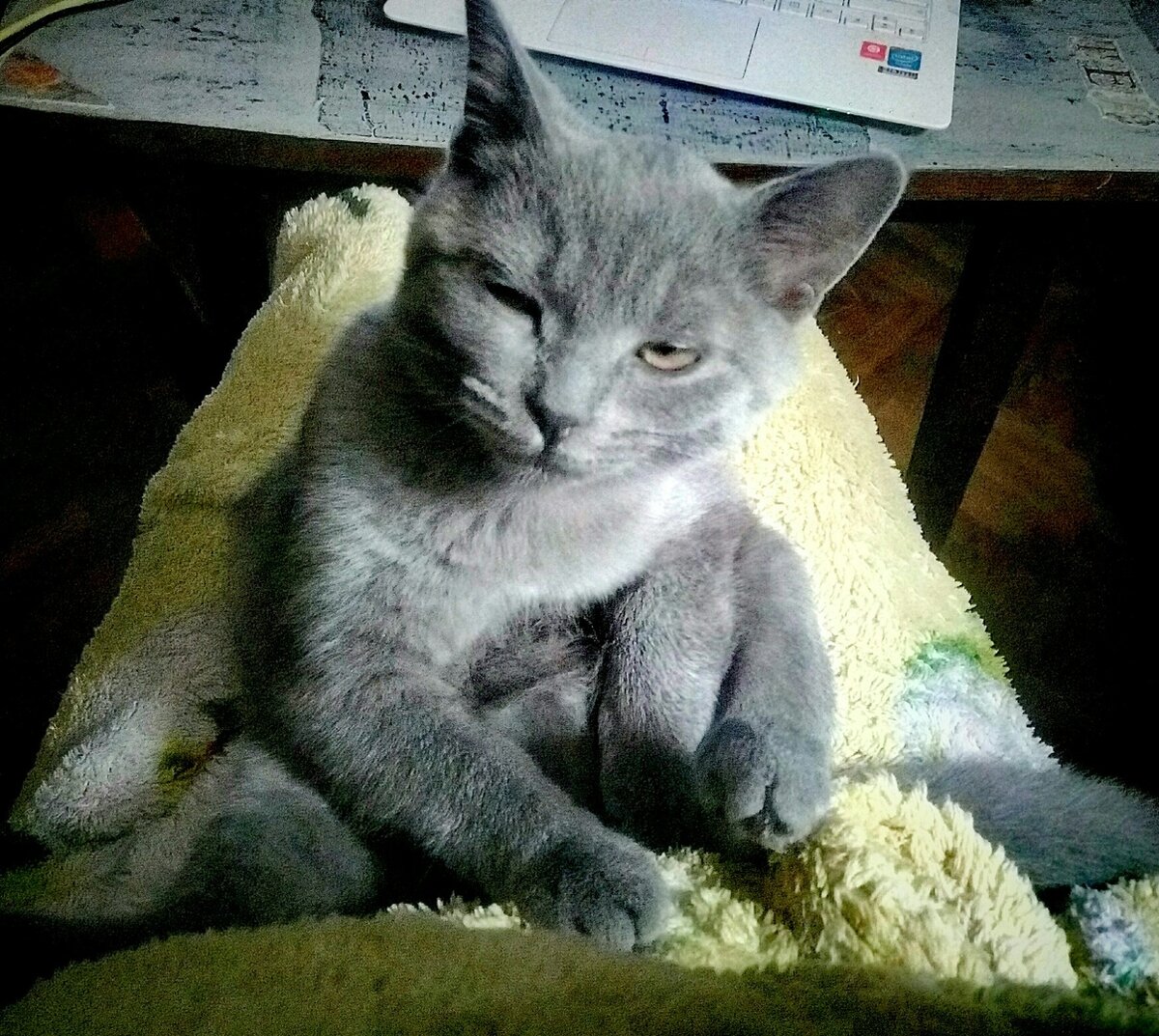 Шане полгода. 2019 год