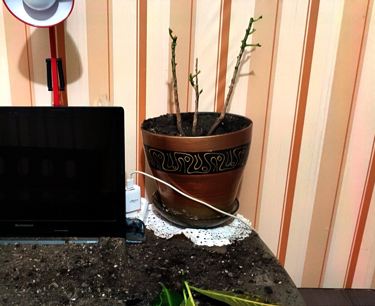 Все что от него осталось...Хоть бы один листочек ему оставили что-ли 😁