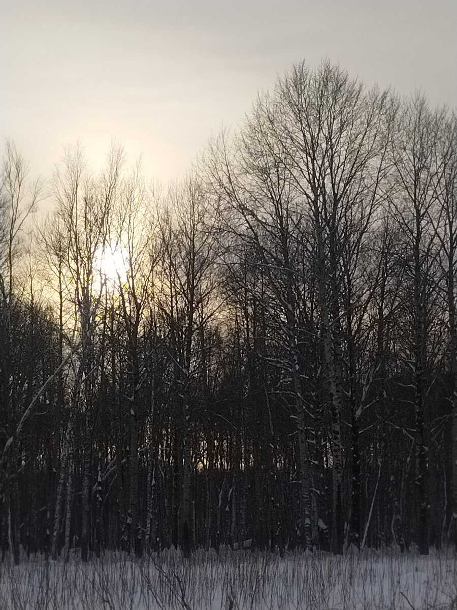 Носить дрова в лес. В лес за дровами. Бесполезно носить дрова в лес примеры из жизни. Заготовка дров. Бесполезно носить дрова в лес.