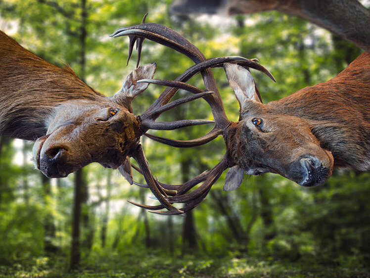 Олень ворвался в салон. Олени в сша. Олень куля. Белогубая лань. Олени в сша 2024.