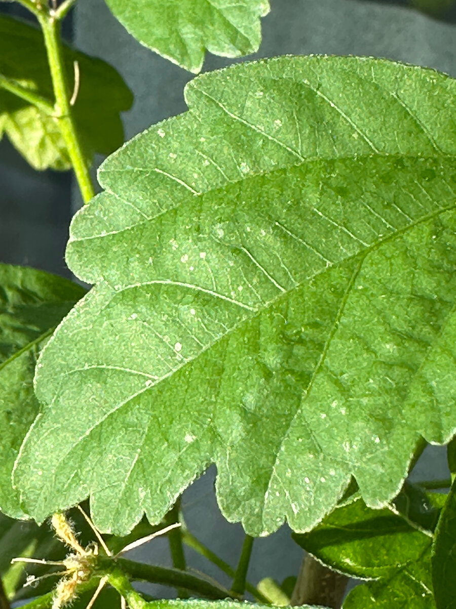 А вот тут явные участки некроза эпителия в местах укусов. В солнечных лучах еще засохшей слизью блестели следы выделений - камера не взяла.