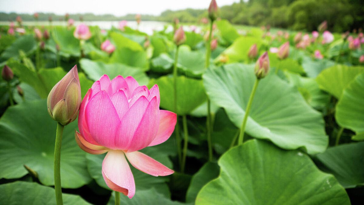 орфографический разбор. разобрать слово по составу. разбери слова по составу. невзгоды по составу. как делать разбор слова по составу 2 класс.