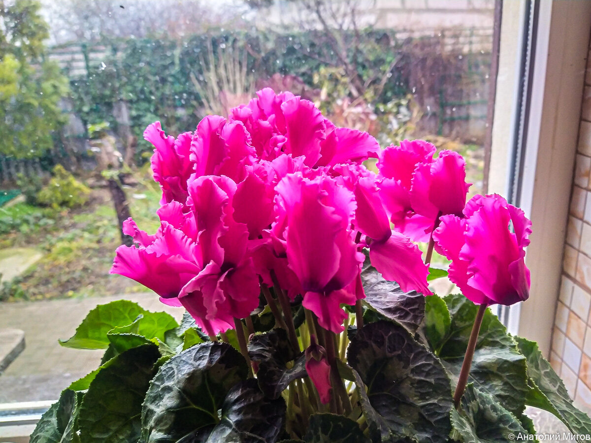 Январское цветение цикламена.