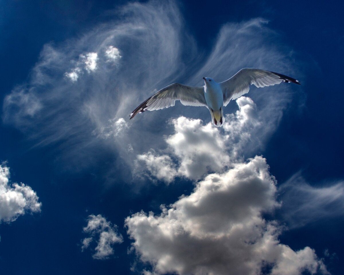 Глубь небес. Птицы в небе. Птица улетает в небо. Парящая птица. Птица в полете.
