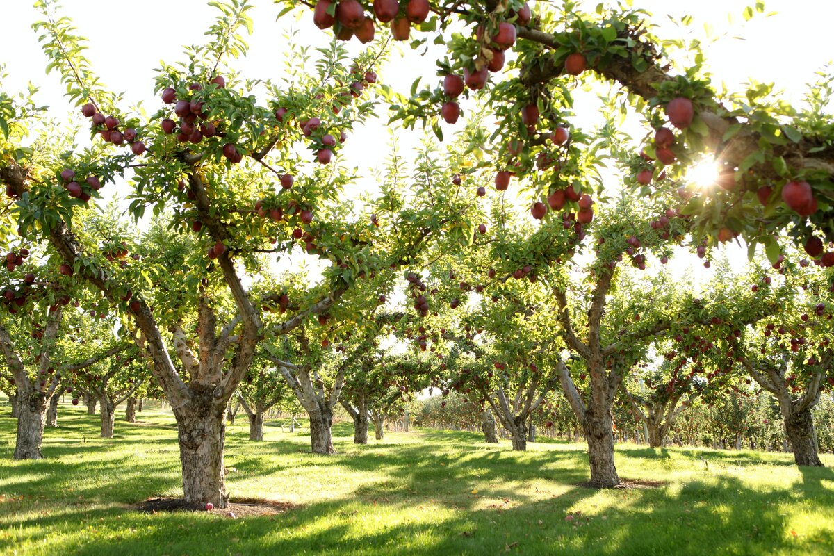 Фрукты под деревом. Яблоня сады Молдавия. Яблоня сады Гагаузия. Плантация яблонь. Агроценоз яблоневого сада.