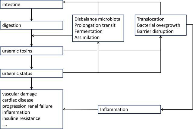 Рис. 1 Двойное взаимодействие между кишечником и уремией. Кишечник отвечает за выработку и абсорбцию уремических токсинов, оказывающих вредное воздействие на функции организма. Уремия изменяет функции кишечника с дальнейшим увеличением образования уремических токсинов и провоспалительными изменениями, которые снова оказывают вредное воздействие на почки. 