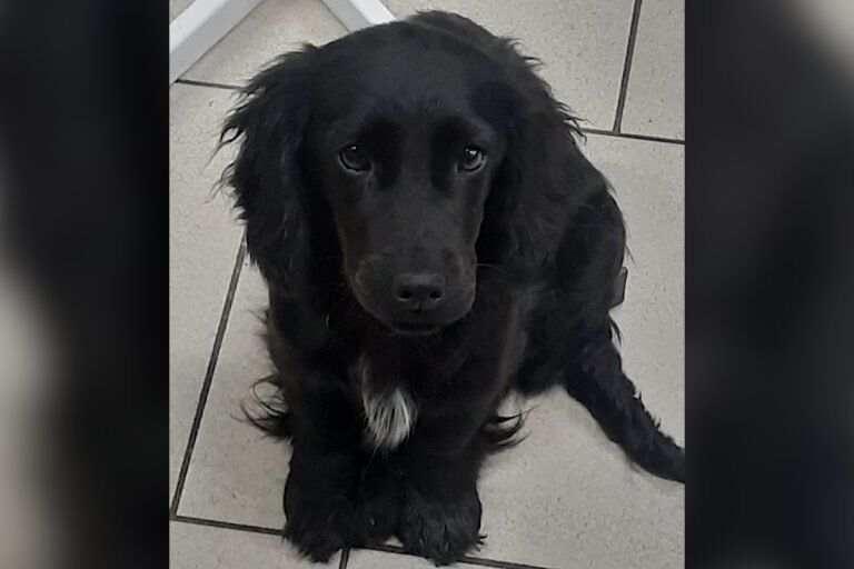 записи нищего дзен. бедный старик. комусо монахи арт. записи нищего дзен. уборщица в думе.