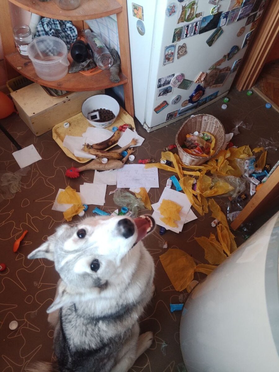 Собака очень боялась оставаться дома одна, а потому крушила все вокруг...