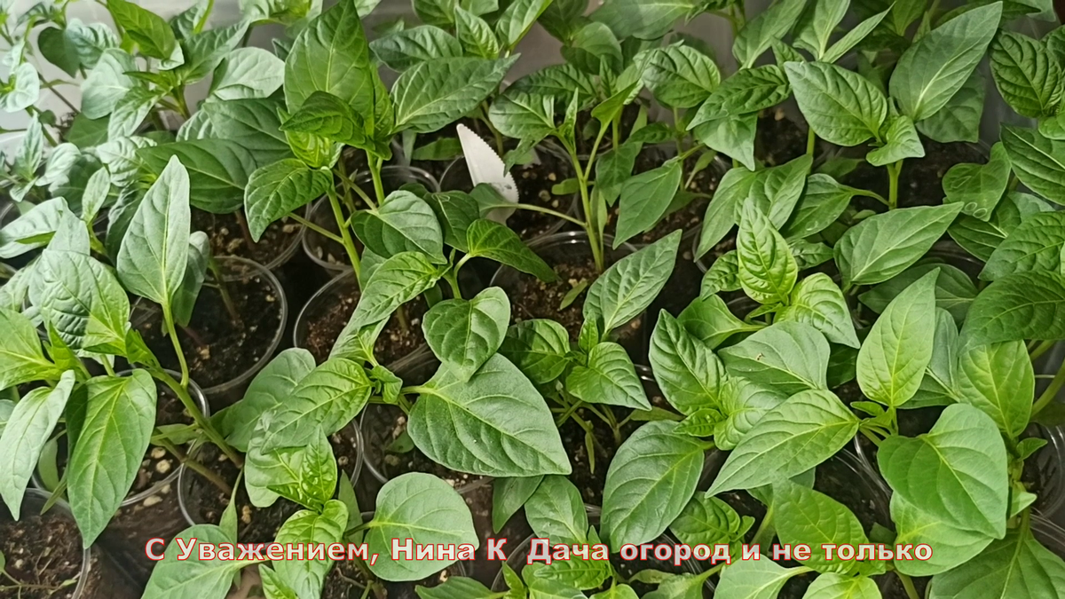 график посадки растений. срок высадки томатов на рассаду. семена овощей на рассаду когда какие сажать. какое время нужно сажать семена для рассады. в какое время сажают рассаду.