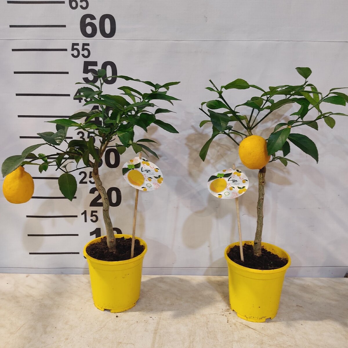 Цитрус (комнатное растение) лимон мейера. Лимонное дерево павловский. Лимон новогрузинский. Цитрус (комнатное растение) лимон лунарио. Lemon tree (лимонное дерево).