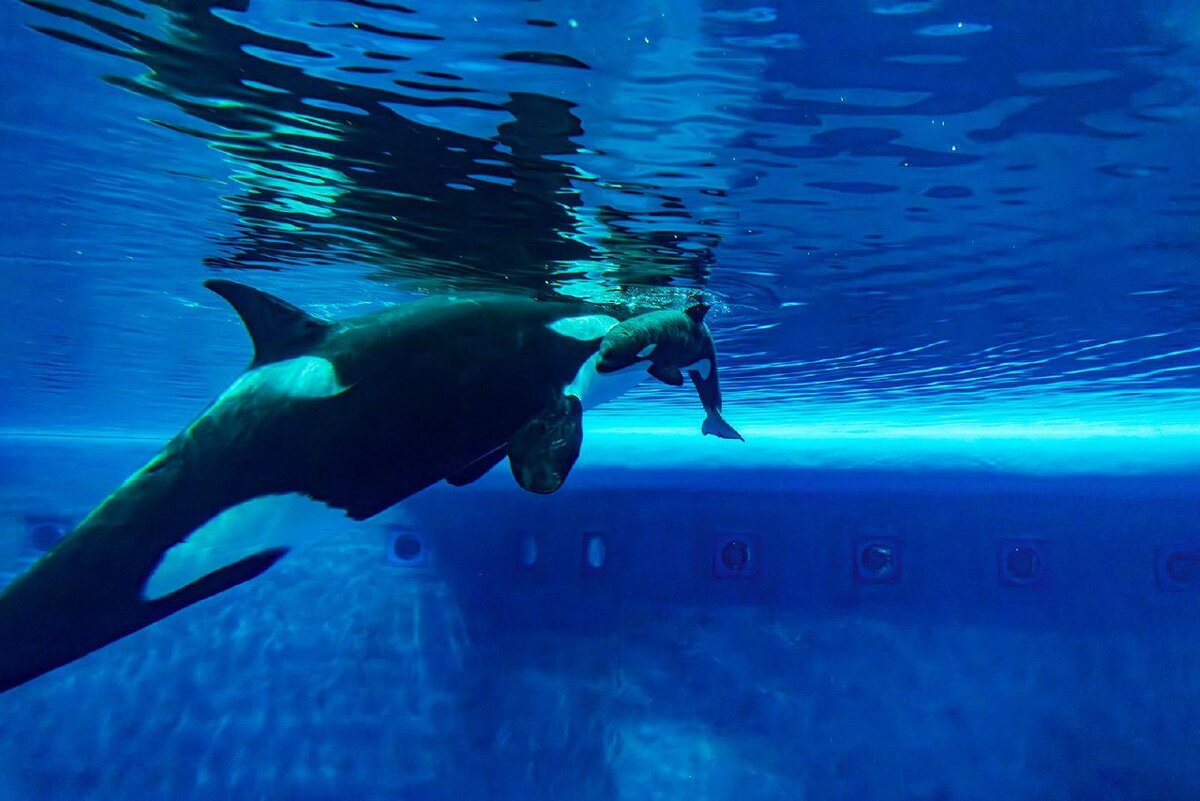 Малышка, которой уже нет в живых, обнимается с матерью