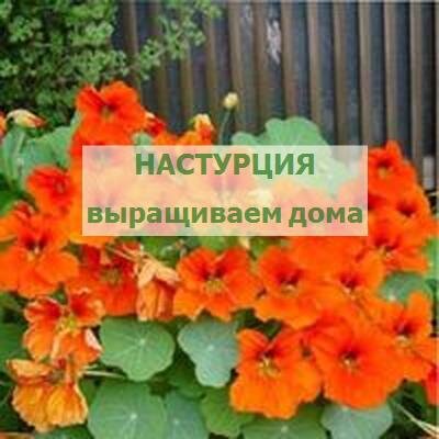 Настурция, выращивание в домашних условиях